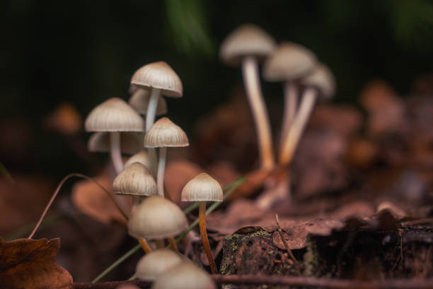 Read more about the article Do Shrooms Show Up on a Drug Test? What You Need to Know